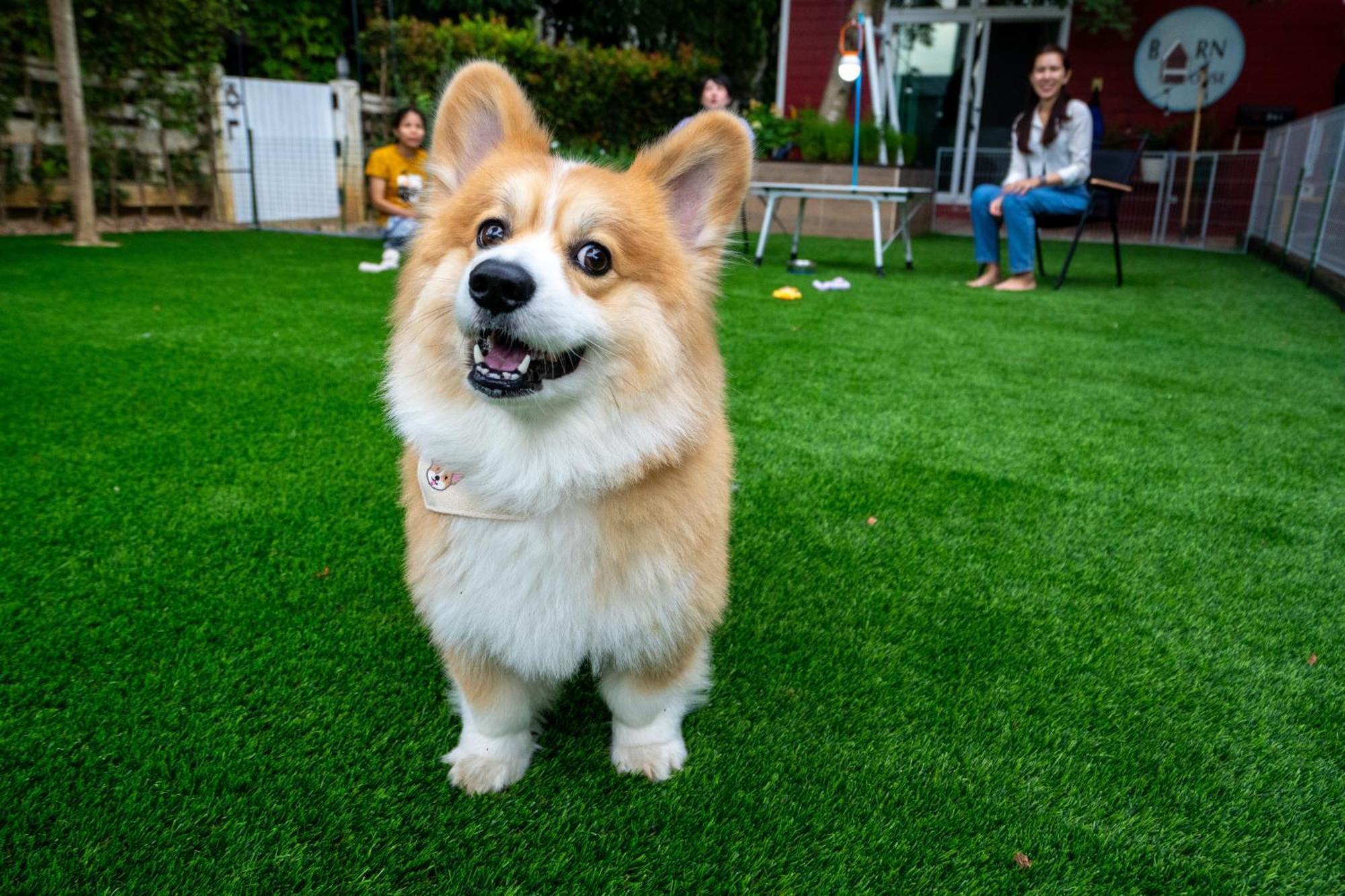 Barn House Pet Friendly Villa Pong Talong Dış mekan fotoğraf